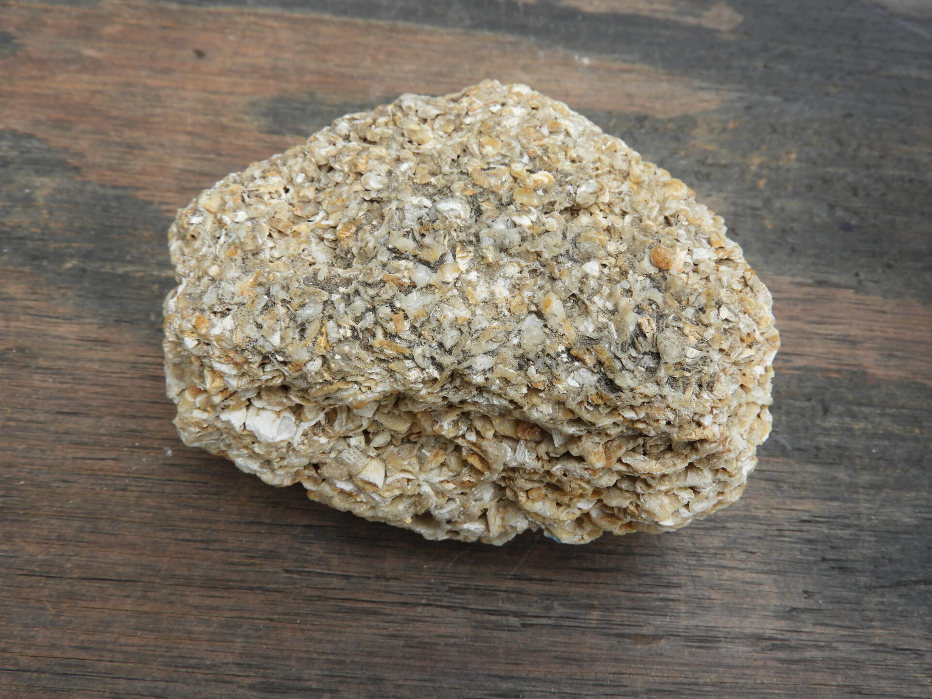 Picture of coquina which is limestone composed of shells.